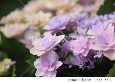 Hydrangea Hydrangea 138393589