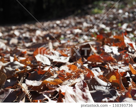 Fallen leaves spread on the ground, a carpet of fallen leaves, copy space, background. Fallen leaves spread on the ground, a carpet of fallen leaves, copy space, background. 138393736