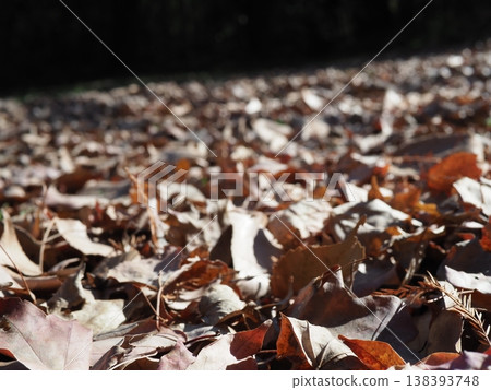 Fallen leaves spread on the ground, a carpet of fallen leaves, copy space, background. 138393748