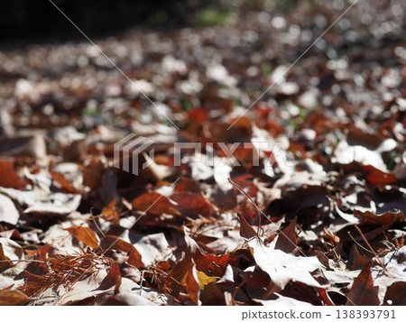 Fallen leaves spread on the ground, a carpet of fallen leaves, copy space, background. Fallen leaves spread on the ground, a carpet of fallen leaves, copy space, background. 138393791