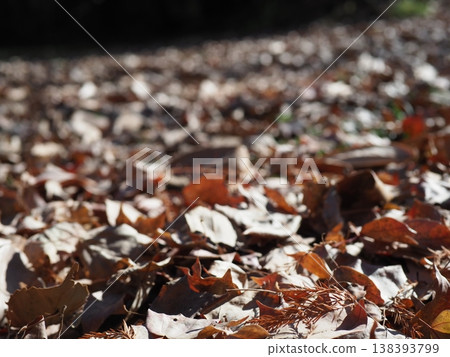Fallen leaves spread on the ground, a carpet of fallen leaves, copy space, background. 138393799