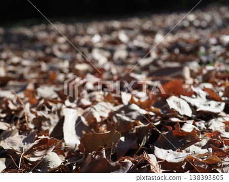 Fallen leaves spread on the ground, a carpet of fallen leaves, copy space, background. Fallen leaves spread on the ground, a carpet of fallen leaves, copy space, background. 138393805