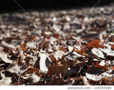 Fallen leaves spread on the ground, a carpet of fallen leaves, copy space, background. Fallen leaves spread on the ground, a carpet of fallen leaves, copy space, background. 138393806