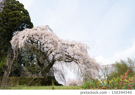 The weeping cherry tree of the Chuetsu family The weeping cherry tree of the Chuetsu family 138394340