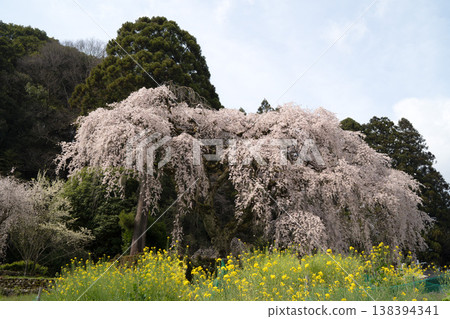 The weeping cherry tree of the Chuetsu family The weeping cherry tree of the Chuetsu family 138394341