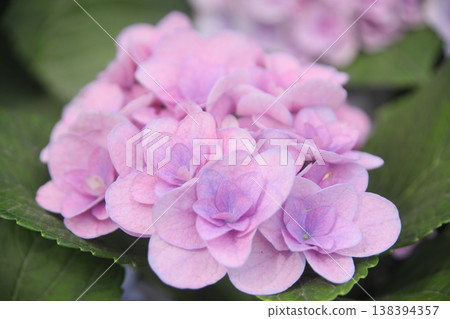 hydrangea   138394357