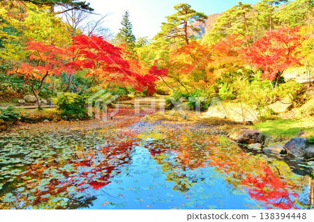 Autumn leaves reflected in the pond at Yahiko Park Autumn leaves reflected in the pond at Yahiko Park 138394448