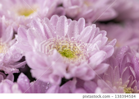 wet beautiful chrysanthemums gathered in large numbers in a bouquet for giving on holidays, a huge bouquet with bright, fresh and fragrant chrysanthemums covered with drops of water wet beautiful chrysanthemums gathered in large numbers in a bouquet for giving on holidays, a huge bouquet with bright, fresh and fragrant chrysanthemums covered with drops of water 138394584