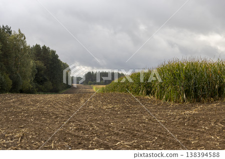 a corn field in cold autumn weather during harvest, an agricultural field with a ripe corn crop that is harvested and after harvesting, the soil and pieces of corn are left, landscape a corn field in cold autumn weather during harvest, an agricultural field with a ripe corn crop that is harvested and after harvesting, the soil and pieces of corn are left, landscape 138394588