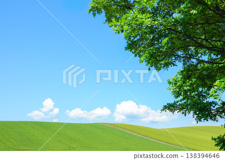 A quintessential summer scene of Hokkaido: vast carpets of green wheat, a refreshing blue sky, and white clouds. A quintessential summer scene of Hokkaido: vast carpets of green wheat, a refreshing blue sky, and white clouds. 138394646