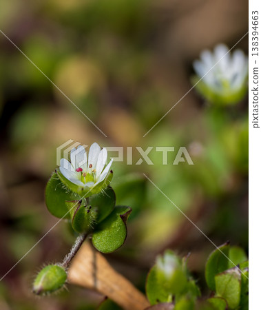 盛開的繁縷白色花朵的特寫。 138394663