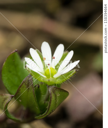 一朵白色的小繁縷花，從正面拍攝。 138394664