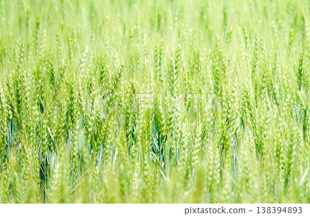 Green wheat stalks swaying in the breeze on a hilltop field in Biei, Hokkaido, a refreshing early summer day. Green wheat stalks swaying in the breeze on a hilltop field in Biei, Hokkaido, a refreshing early summer day. 138394893