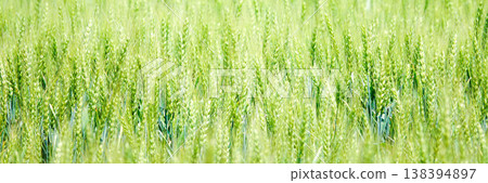 Green wheat stalks swaying in the breeze on a hilltop field in Biei, Hokkaido, a refreshing early summer day. Green wheat stalks swaying in the breeze on a hilltop field in Biei, Hokkaido, a refreshing early summer day. 138394897