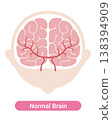A normal brain: Medical illustration (English version) 138394909