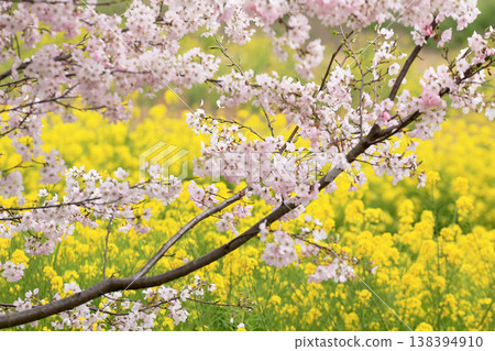 櫻花和油菜田 櫻花和油菜田 138394910