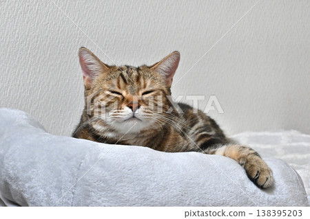 Relaxed expression of a napping cat Relaxed expression of a napping cat 138395203