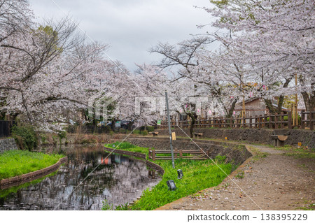 Cherry blossoms in full bloom at Honjo Wakazumi Park on a cloudy day Cherry blossoms in full bloom at Honjo Wakazumi Park on a cloudy day 138395229