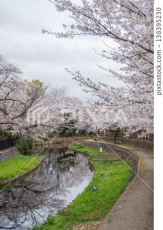陰天裡,本莊若泉公園的櫻花盛開。 陰天裡,本莊若泉公園的櫻花盛開。 138395230