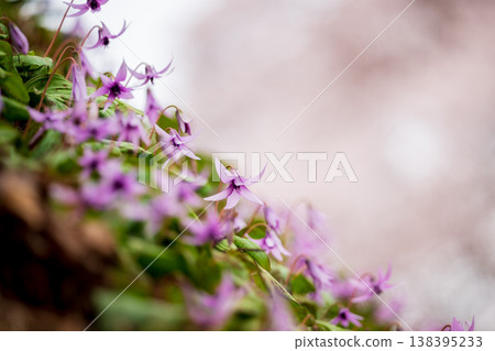 A cluster of dogtooth violets blooming against the backdrop of Edohigan cherry blossoms. 138395233