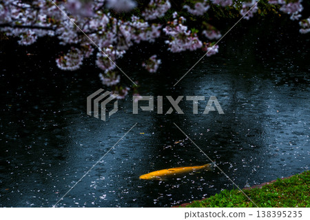 雨天,櫻花和鯉魚倒映在水面上。 雨天,櫻花和鯉魚倒映在水面上。 138395235