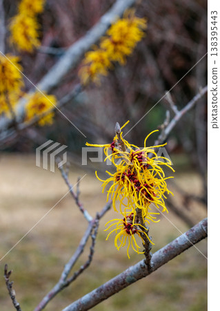 Close-up of a yellow flower of Witch Hazel, Baumstead Gold, blooming in early spring 138395443
