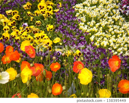 Spring flowers flower field Spring flowers flower field 138395449