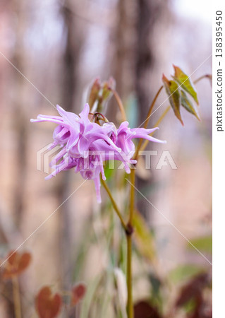 A close-up of a beautiful pink Epimedium flower blooming quietly in the forest. A close-up of a beautiful pink Epimedium flower blooming quietly in the forest. 138395450
