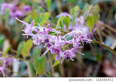森林中靜靜盛開的一朵美麗的粉紅色淫羊藿花的特寫。 138395451