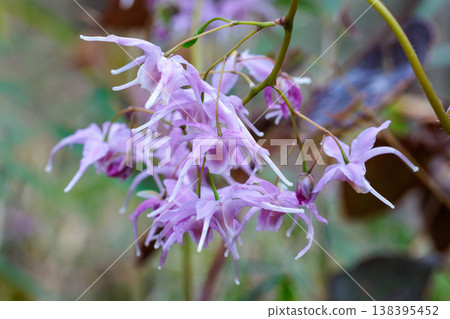 A close-up of a beautiful pink Epimedium flower blooming quietly in the forest. A close-up of a beautiful pink Epimedium flower blooming quietly in the forest. 138395452