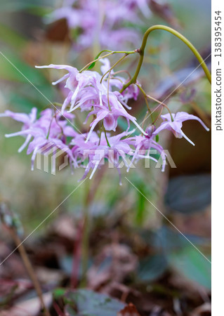A close-up of a beautiful pink Epimedium flower blooming quietly in the forest. A close-up of a beautiful pink Epimedium flower blooming quietly in the forest. 138395454