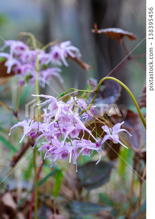 森林中靜靜盛開的一朵美麗的粉紅色淫羊藿花的特寫。 138395456