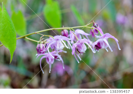 森林中靜靜盛開的一朵美麗的粉紅色淫羊藿花的特寫。 森林中靜靜盛開的一朵美麗的粉紅色淫羊藿花的特寫。 138395457