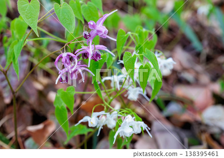 Pink Epimedium flowers blooming quietly and beautifully in the forest. Pink Epimedium flowers blooming quietly and beautifully in the forest. 138395461