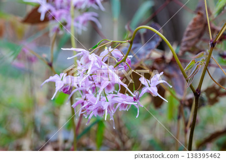 粉紅色的淫羊藿花在森林中靜靜地、美麗地盛開。 138395462