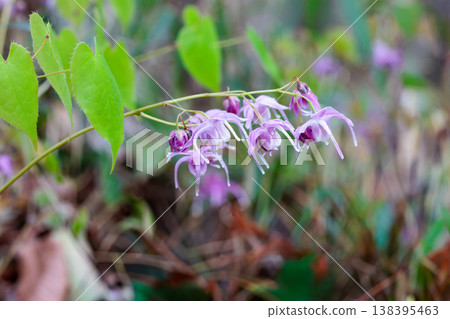 Pink Epimedium flowers blooming quietly and beautifully in the forest. 138395463