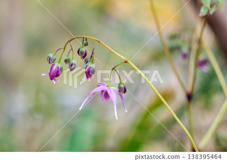 粉紅色的淫羊藿花在森林中靜靜地、美麗地盛開。 138395464