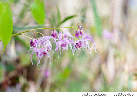 Pink Epimedium flowers blooming quietly and beautifully in the forest. Pink Epimedium flowers blooming quietly and beautifully in the forest. 138395466