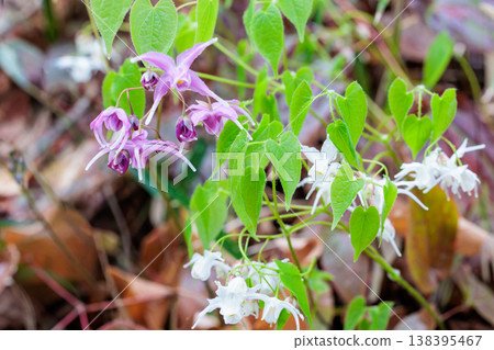 粉紅色的淫羊藿花在森林中靜靜地、美麗地盛開。 粉紅色的淫羊藿花在森林中靜靜地、美麗地盛開。 138395467