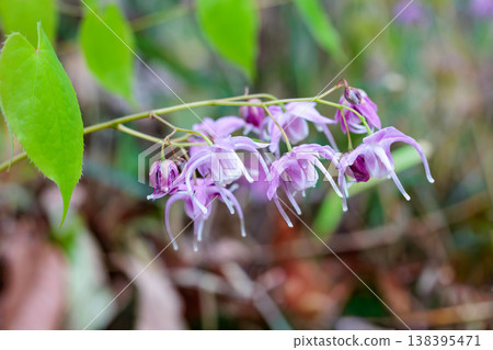 Pink Epimedium flowers blooming quietly and beautifully in the forest. Pink Epimedium flowers blooming quietly and beautifully in the forest. 138395471
