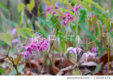The red Epimedium flowers bloom quietly and beautifully in the forest. The red Epimedium flowers bloom quietly and beautifully in the forest. 138395479