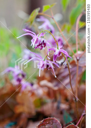 紅色的淫羊藿花在森林裡靜靜地、美麗地綻放。 138395480