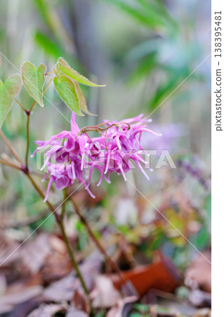 The red Epimedium flowers bloom quietly and beautifully in the forest. The red Epimedium flowers bloom quietly and beautifully in the forest. 138395481