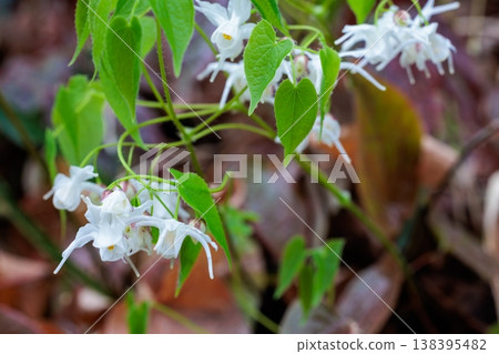 White Epimedium flowers blooming quietly and beautifully in the forest. White Epimedium flowers blooming quietly and beautifully in the forest. 138395482