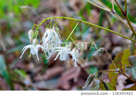 White Epimedium flowers blooming quietly and beautifully in the forest. White Epimedium flowers blooming quietly and beautifully in the forest. 138395483