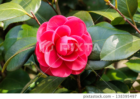 Beautiful red camellia flowers in the garden Beautiful red camellia flowers in the garden 138395497