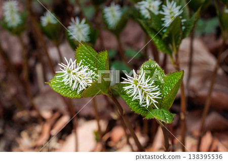 The flowers of Chloranthus japonicus bloom quietly in the forest in early spring. The flowers of Chloranthus japonicus bloom quietly in the forest in early spring. 138395536