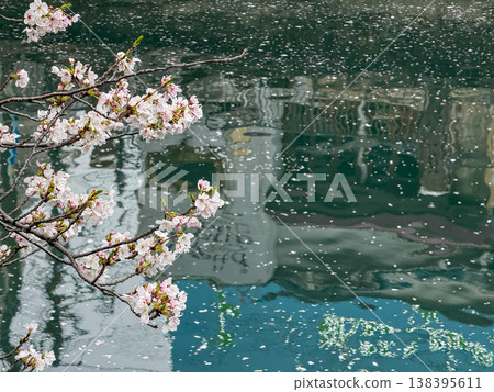 Cherry blossom petals fluttering across the river surface, and the tranquility of spring. April 2026, Yokohama City, Japan. 138395611