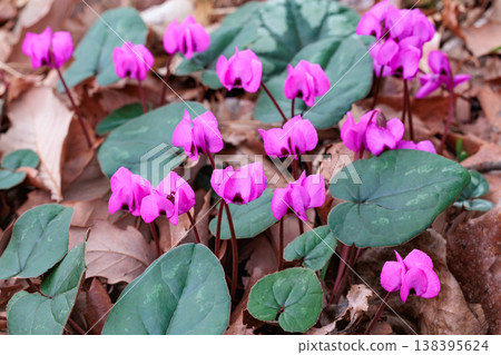 Wild cyclamen flowers blooming in the forest Wild cyclamen flowers blooming in the forest 138395624