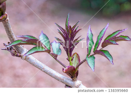 New elderberry shoots sprouting in the early spring forest New elderberry shoots sprouting in the early spring forest 138395660